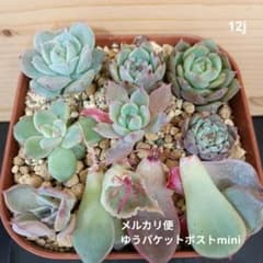 12j 에케베리아 메르카리편