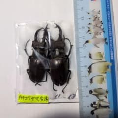 タカサゴミヤマクワガタ 標本 2匹セット - メルカリ