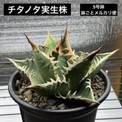 チタノタ実生株 5号鉢 鉢ごとメルカリ便 - メルカリ