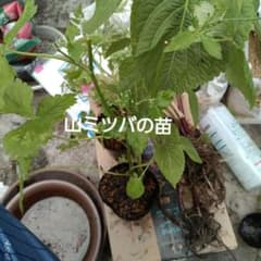 ⑤野菜苗 3種類セット、山ミツバ、エゴマ、野セリの苗 - メルカリ