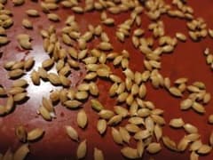 ハッピーヒル（うるち）農薬不使用　籾50ｇ　種籾　陸稲　おかぼ　畑で育つのサムネイル