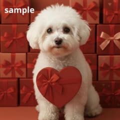 【期間限定】ビジョンフリーゼ　犬　バレンタインステッカー[148中]のサムネイル