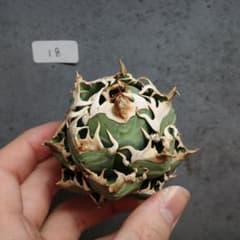 アガベ チタノタ オテロイ 赤猫 ゴリ猫 ボールタイプ コンパクト 18