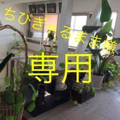 ちびぎゃるまま様専用  キッズセットアップのサムネイル