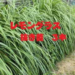 レモングラス苗3本切り葉20g＋値下げ中。のサムネイル