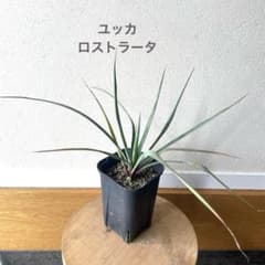 ユッカ＊ロストラータ＊苗高20センチ＊2024年9月播種＊抜き苗発送