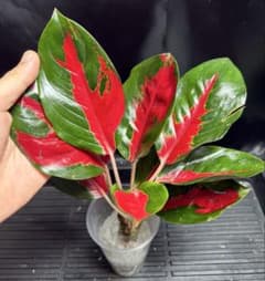 特別企画 新春セール Aglaonema アグラオネマ トリカラー シンプレクス
