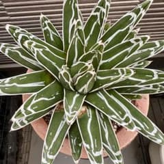 笹の雪 特大株 アガベ 抜き苗 - メルカリ
