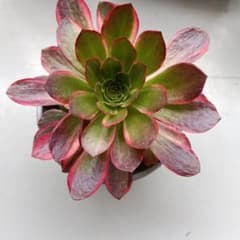 アエオニウム 希少錦苗‼️超美人苗 糖心ライチ 抜き苗 群生苗 | Shop