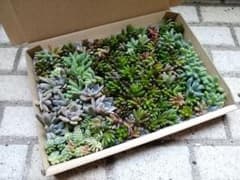 多肉植物 ネコポス詰め合わせ つぶつぶ系メインのサムネイル