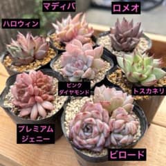 多肉植物 7苗セット 双頭♡ ロメオ ピンクダイヤモンド ジェニー 寄せ