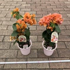 ⑥現品2鉢 ブーゲンビレア ブーゲンビリア カリフォルニアオレンジ