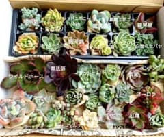 34.多肉植物エケベリア　カット苗詰め合わせ　33種類セットのサムネイル