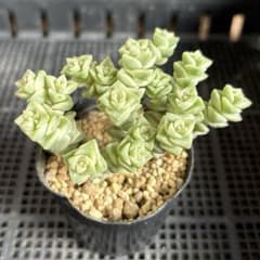 多肉植物 クラッスラ パステル カット苗 4 - メルカリ