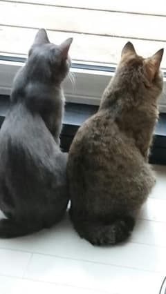 みかん様専用です。のサムネイル
