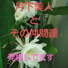 月下美人☆えびす美人☆十三夜美人 発根済み苗ですのサムネイル