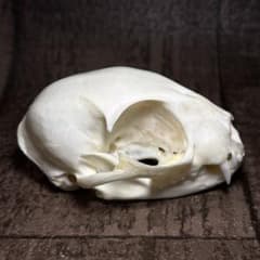 ネコ 猫 頭骨 頭蓋骨 骨格標本 - メルカリ