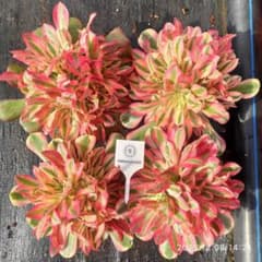 Top【選抜株】多肉植物 23282アエオニウム ウィッチ 12個 鉢無し/脱土