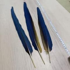 チ*器様 ルリコンゴウインコ 羽根(尾羽) ハンドメイド用 素材 3本