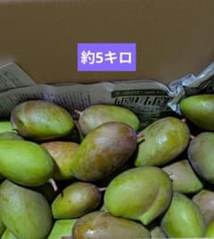 摘果マンゴー約5kg 梱包込み - メルカリ