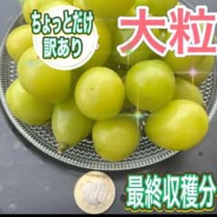 シャインマスカット　訳あり大粒　3箱限定！のサムネイル