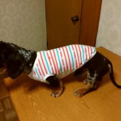 犬服ハンドメイドのサムネイル