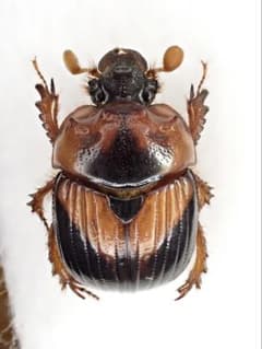 高発色 ムネアカセンチコガネ オス 標本 - メルカリ