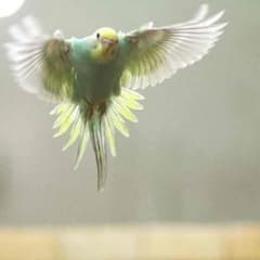 pastelclover様専用のサムネイル