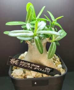 アデニウム オベスム　塊根植物 コーデックス 観葉植物 多肉植物　観葉植物のサムネイル