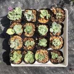 多肉植物 小さめ カット苗 詰め合わせ ゆうパケットポストミニ | Shop