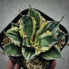 多肉植物・アガベ・チタノタ・【特選】白鯨錦・希少株・斑入り