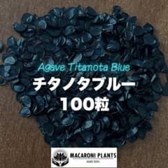 アガベ チタノタブルー 種子 100粒 Agave titanota blue - メルカリ