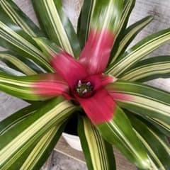 大特価！ネオレゲリア 苗 苗木 観葉植物 5号鉢 斑入り - メルカリ