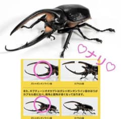 온라인판 해왕성 늑대(개) 이키모노 대도감 카부토무시 08 곤충