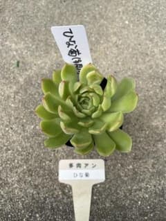 ひな菊 ① 多肉アンさん 札付き 抜き苗のサムネイル