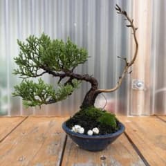 真柏小品盆栽のサムネイル