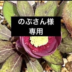のぶさん 様専用 クリスマスローズ ポット発送 - メルカリ