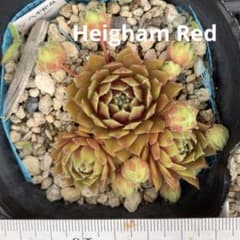 多肉 センペル Heigham Red ヘイガムレッド①ポット内全部 - メルカリ