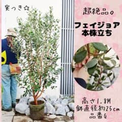 超逸品。フェイジョア クーリッジ株立ち1.3M(鉢底から)品番B 超絶品。フェイジョア本株立ち1.8M(鉢底から) ☆実つき☆品番G - メルカリ