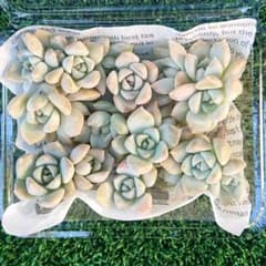 B 多肉植物 白牡丹 カット苗 多肉弁当のサムネイル