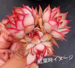 宝蓮灯　ロータスランプ　抜き苗　大き目ランダム1苗　訳あり　徒長のサムネイル