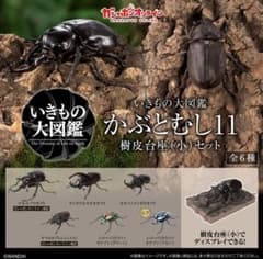 いきもの大図鑑 かぶとむし11 ６種のサムネイル