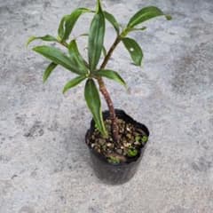 沈丁花 挿し木苗、白のサムネイル