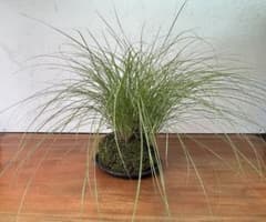 山野草根洗い 苔玉 横幅80センチ - メルカリ