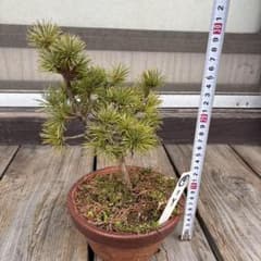 ☆盆栽☆ 赤石五葉松【Y-9】9年物 ☆愛媛県より発送☆ - メルカリ