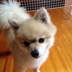 みかん様専用ですのサムネイル