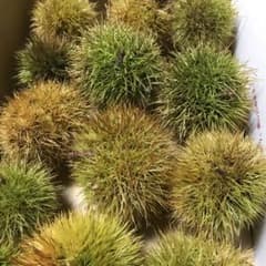 いが栗 無農薬のサムネイル