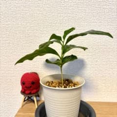 【コーヒーの木・アラビカ実生苗】葉がおしゃれ！「一緒に休みましょう」の花言葉のサムネイル