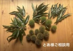 【ディスプレイ用】枝葉付きイガグリセットのサムネイル
