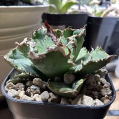 アガベ　チタノタ　蚩尤　中株 アガベ チタノタ 蚩尤 中株 - メルカリ